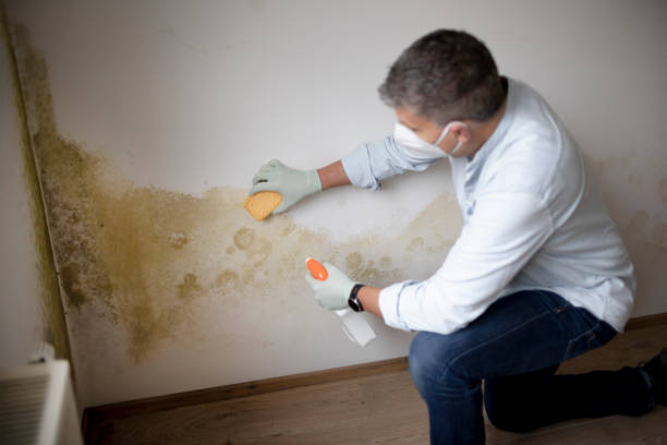 Best Mold-Related Health Consultation  in Hobe Sound, FL