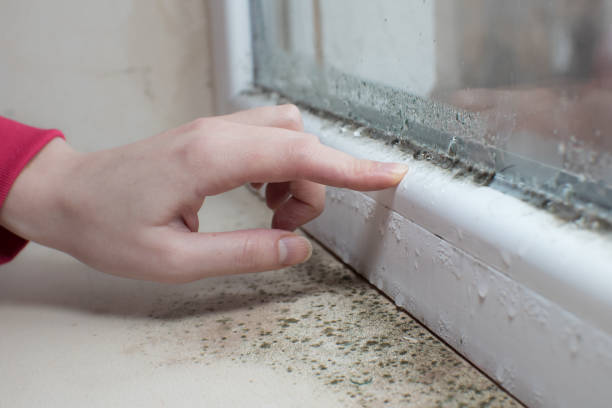Best Biohazard Mold Removal  in Hobe Sound, FL
