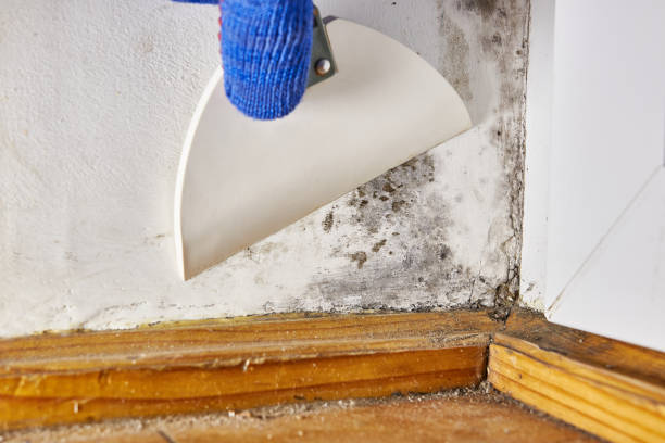 Best Mold Documentation for Insurance Claims  in Hobe Sound, FL